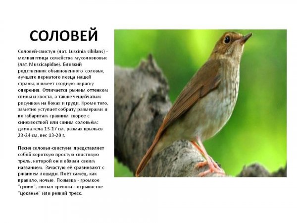 Рингтоны - Соловей