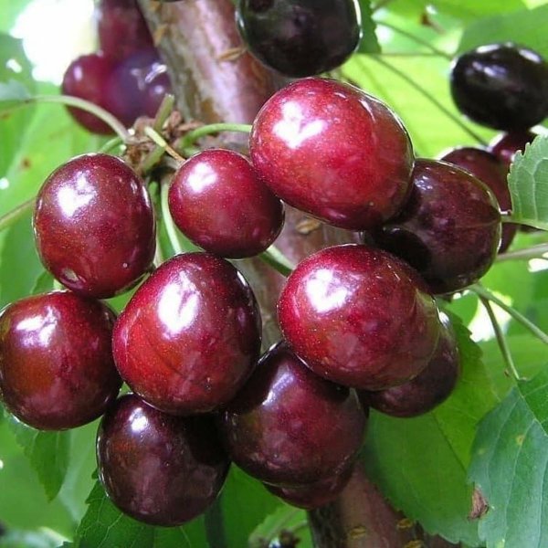 Черешня Удивительная