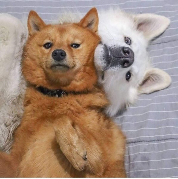SDGJNBCXDFHKE