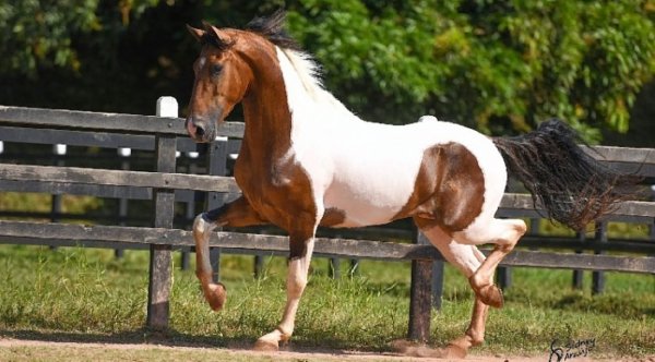 Лошадь Мангаларга маршадор