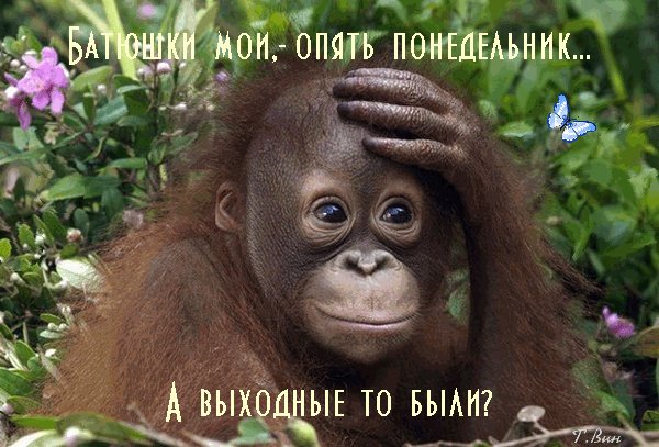 Анимированная открытка батюшки мои опять