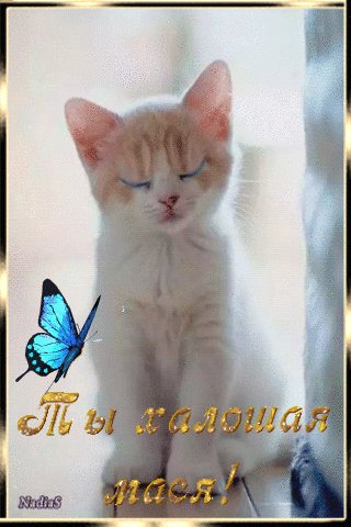 file_64350785