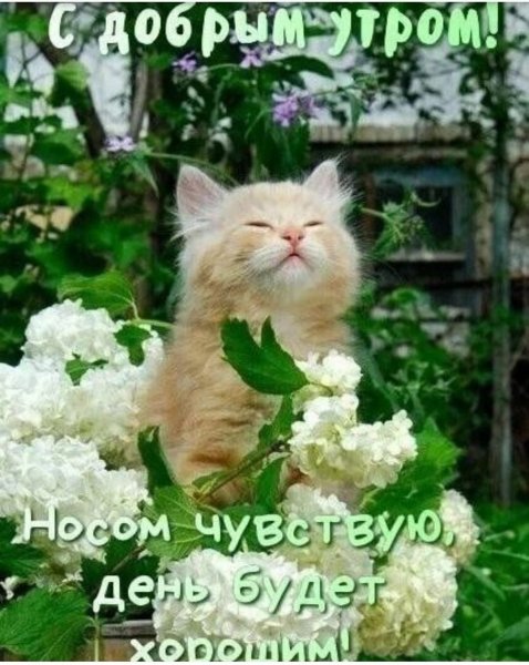 Доброе утро!