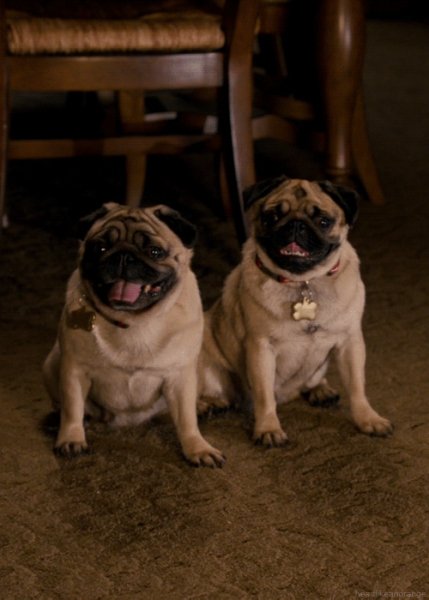 Забавные гифки с животными