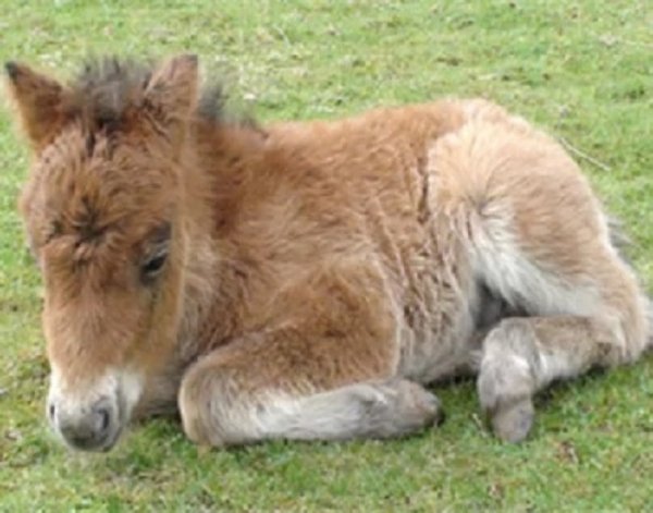 Фалабелла (3)