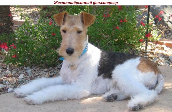 Жесткошёрстный фокстерьер
