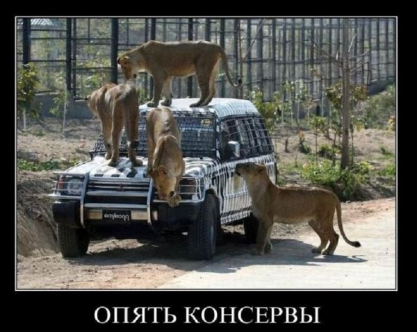 Опять консервы