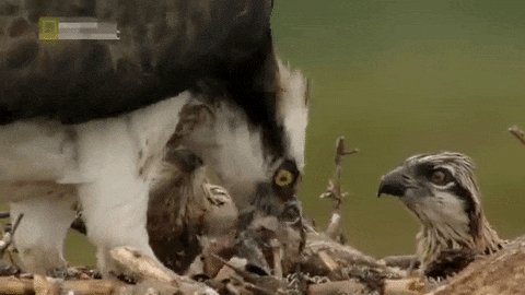 Скопа