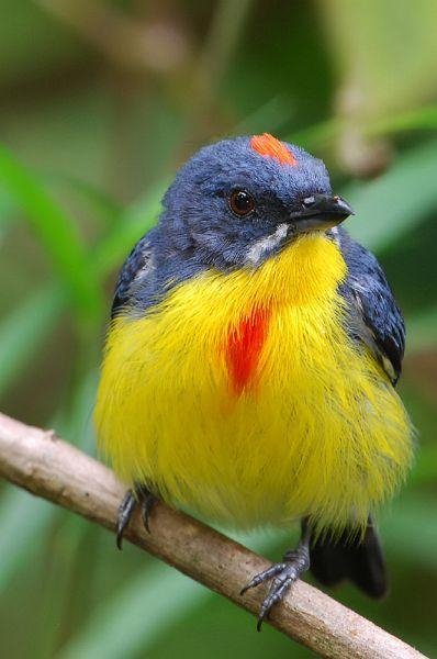 Цветосос красногрудый