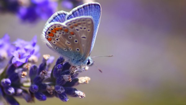 file_67758393