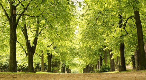 Green-alley-spring-park