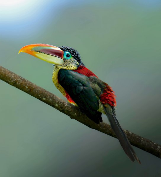 КУРЧАВЫЙ АРАСАРИ