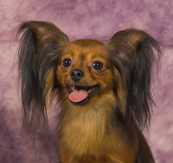 Московский длинношерстный той-терьер (2)