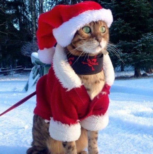 Новогодний кот. (4)