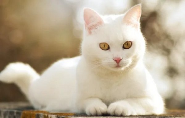 Белый кот