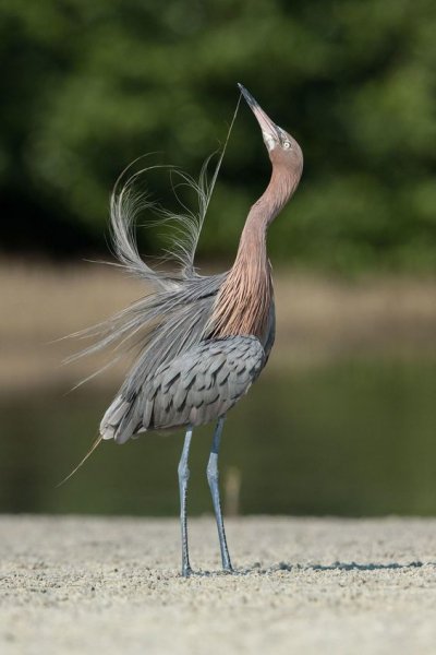 Цапля красная