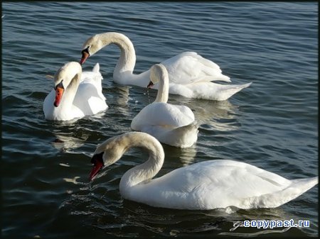 Лебеди