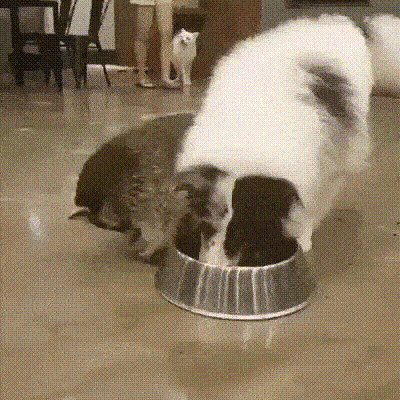 b1932da140c2598381475c2ab3806fbdd427a505456fcc29b7f3c9b4bd