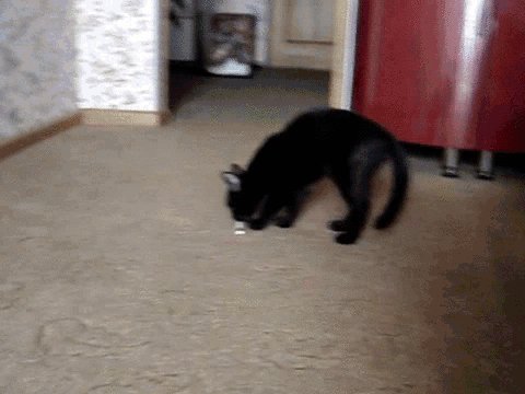 gif 1474795399