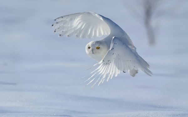 ComputerDesktopWallpapersCollection1320