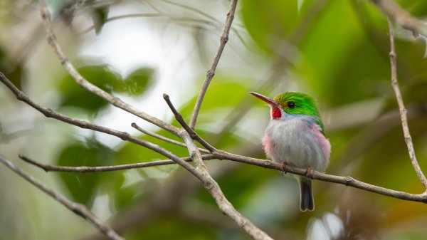 CubanTody ROW3299359071 UHD
