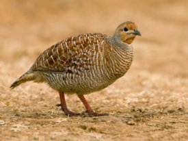 px-Grey francolin bng