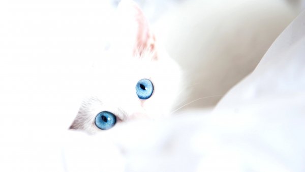 file_102326010