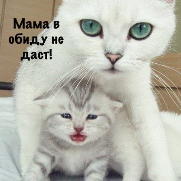 Мамочка