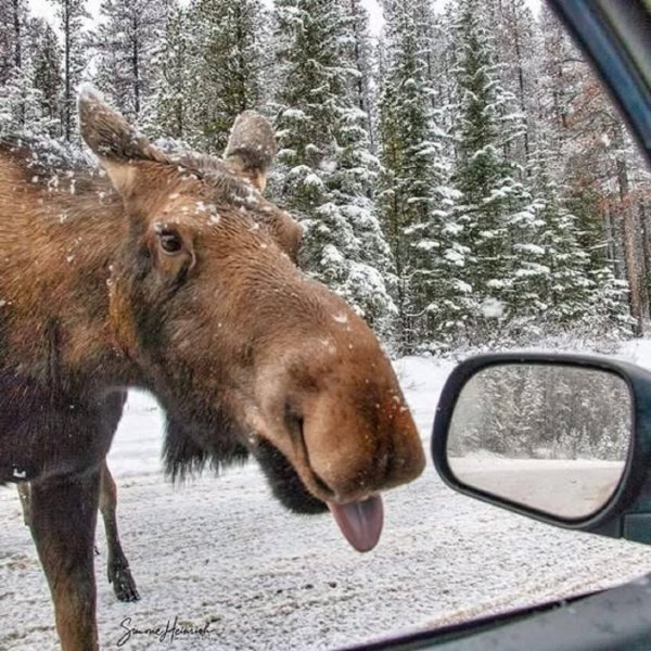 Лось