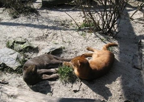 Ягуарунди (6)