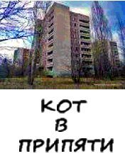 Кот в Припяти