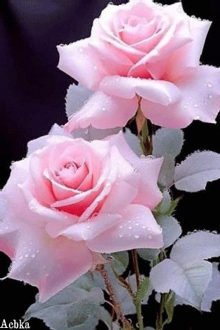 file_95819061