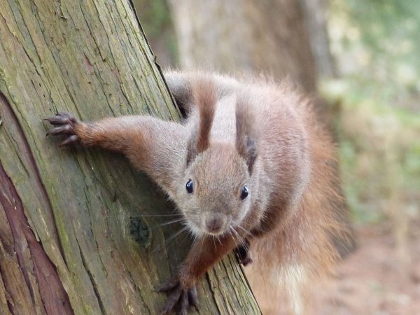 Red squirrel on tree trunk