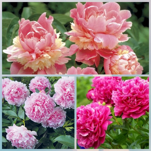 Секреты пышного цветения пионов