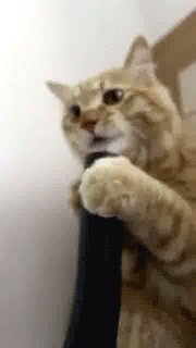 gifs 04