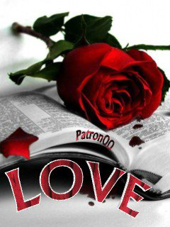 Love rose роза любви