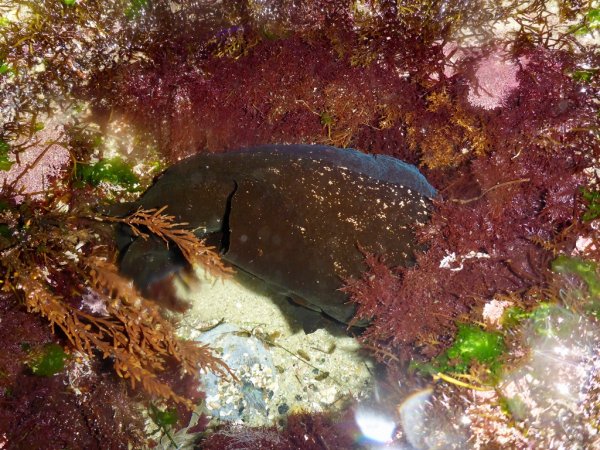 Черный морской заяц в воде