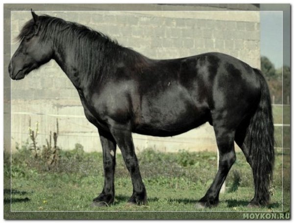 Берберийская порода лошадей (3)