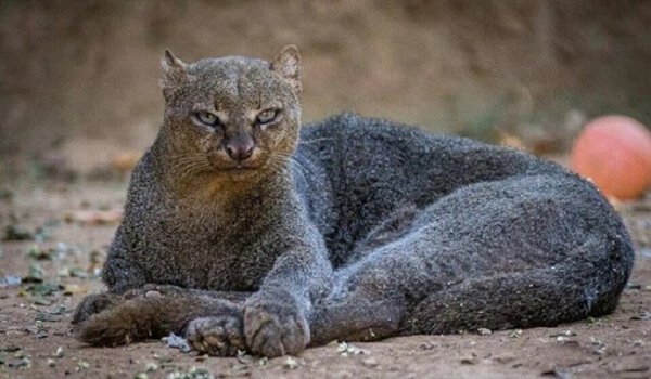 Ягуарунди (2)