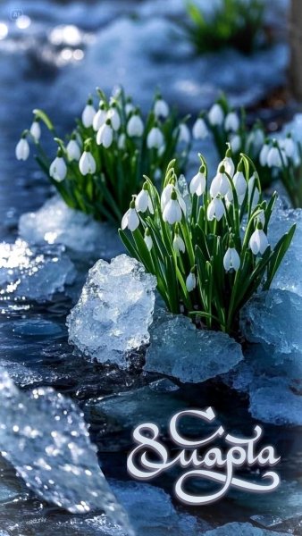 ДевчОнки ! С Днём Весны (1)