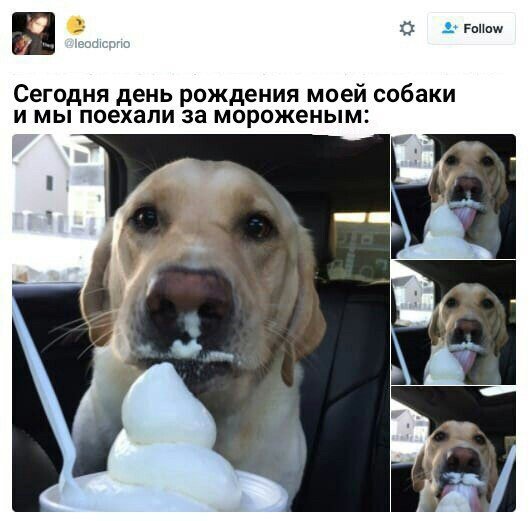 День Рождения Собаки