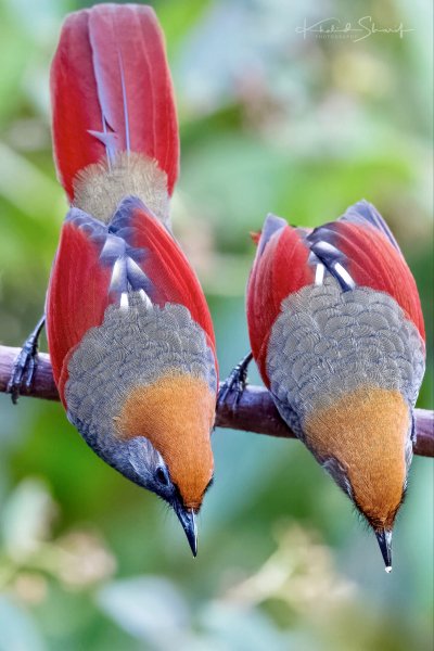 Краснохвостые кустарницы