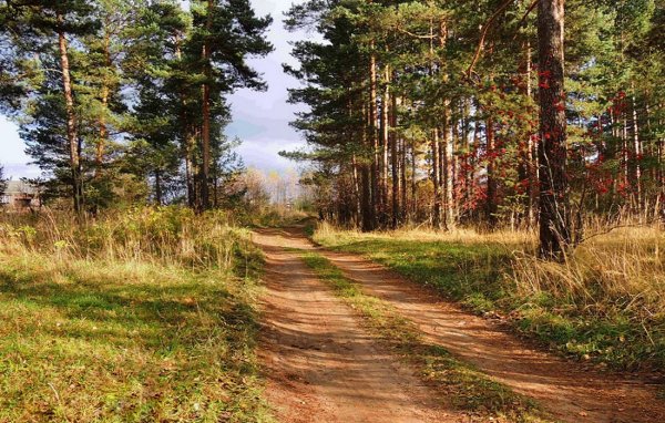 у берёз и сосен тихо бродит осень
