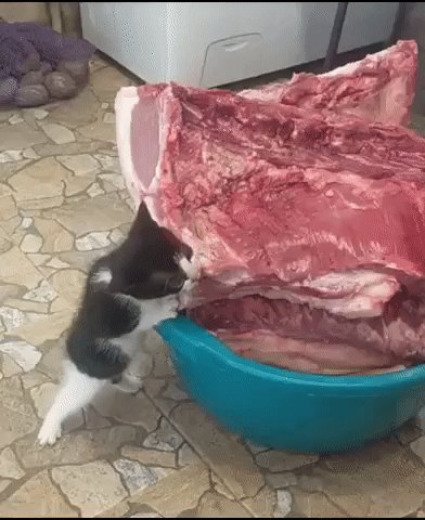 Котёнок и мясо