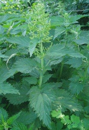 Все об обычной крапиве