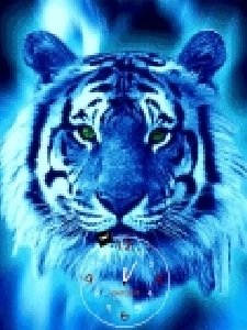 tigr