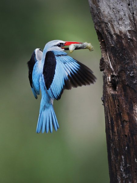 Сенегальская альциона