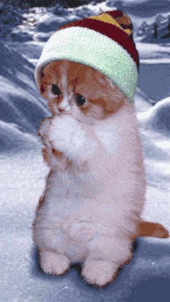 Котёнок