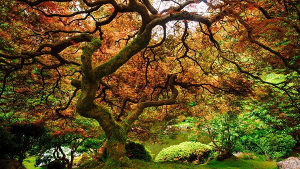 Japanesegardenoregon gettyimages 1920x1080