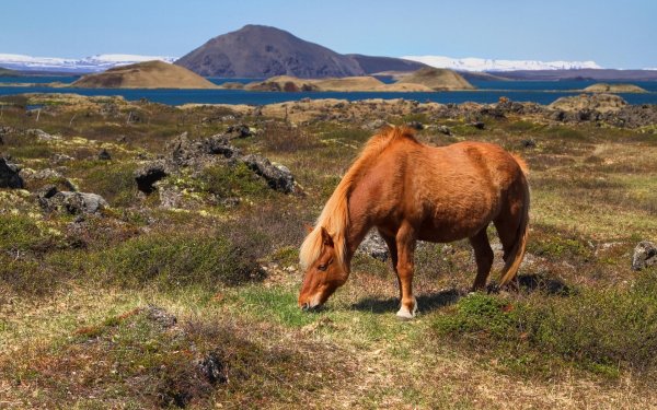 горы холмы Исландия лошадь..file